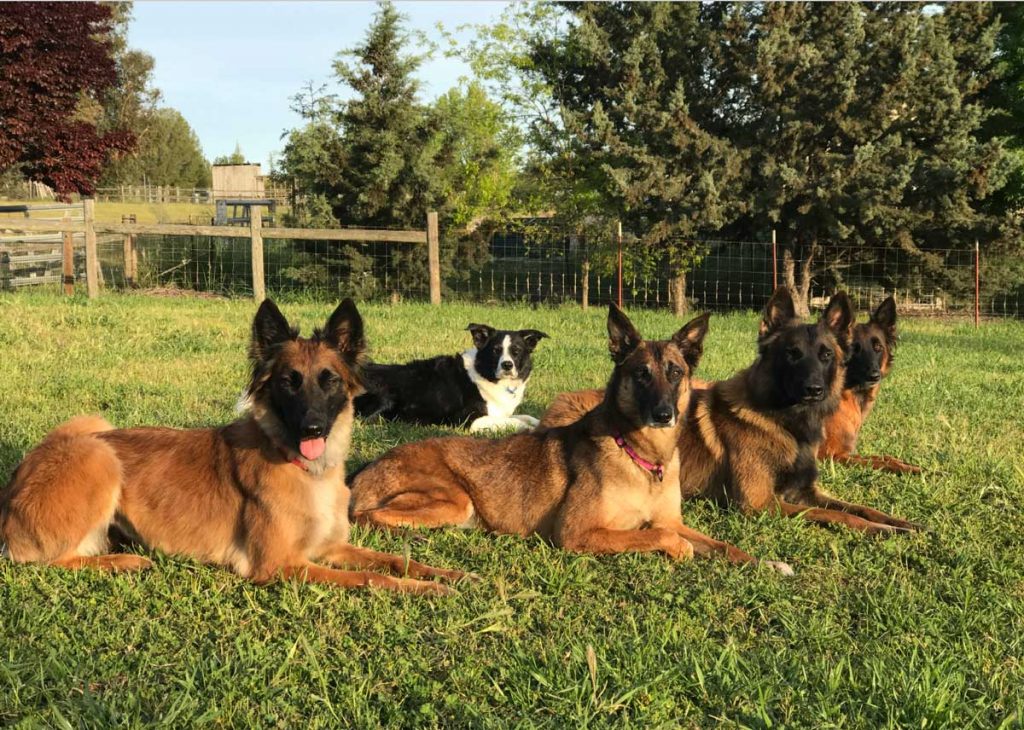 dog clients laying on the grass showing off their groomed coats